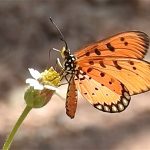 Acraea terpsicore at Nitmiluk, NT - 15 May 2025 03:06 PM