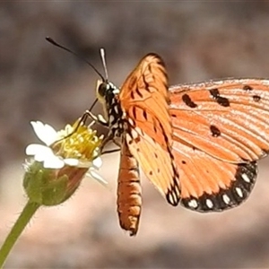 Acraea terpsicore at Nitmiluk, NT - 15 May 2025 03:06 PM
