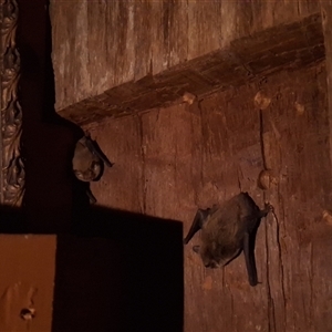 Unverified Microbat at Mongarlowe, NSW - Today by Dron