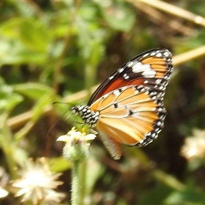Unverified Nymph (Nymphalidae) at Nitmiluk, NT - 15 May 2025 by HelenCross