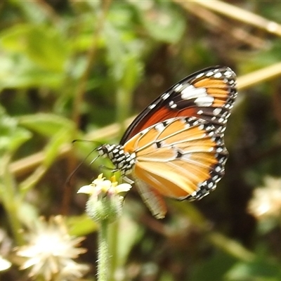 Danaus petilia (Lesser wanderer) at Nitmiluk, NT - 15 May 2025 by HelenCross