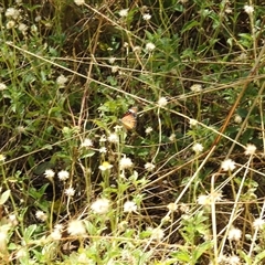 Danaus petilia at Nitmiluk, NT - 15 May 2025 03:09 PM