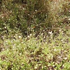 Danaus petilia at Nitmiluk, NT - 15 May 2025 03:09 PM