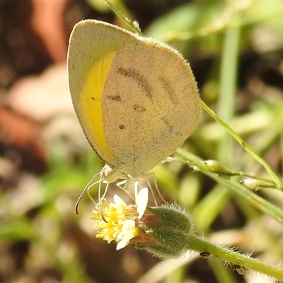 Unverified White & Yellow (Pieridae) at Nitmiluk, NT - 15 May 2025 by HelenCross