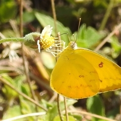 Unverified White & Yellow (Pieridae) at Nitmiluk, NT - 15 May 2025 by HelenCross
