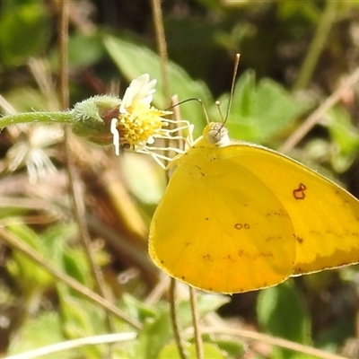 Unverified White & Yellow (Pieridae) at Nitmiluk, NT - 15 May 2025 by HelenCross