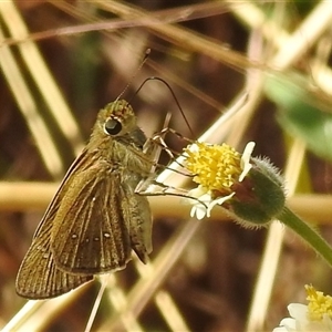 Unverified Skipper (Hesperiidae) at Nitmiluk, NT - 15 May 2025 by HelenCross