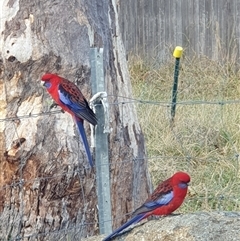 Platycercus elegans (Crimson Rosella) at Ainslie, ACT - 21 May 2025 by Jeanette