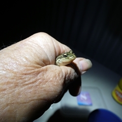 Limnodynastes tasmaniensis at Ballyroe, NSW - 31 Mar 2021 07:32 PM