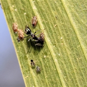 Formicidae (family) at Wodonga, VIC - 17 May 2025 12:15 PM
