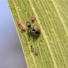 Formicidae (family) at Wodonga, VIC - 17 May 2025 12:15 PM