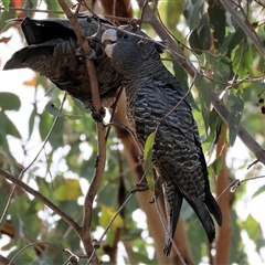 Callocephalon fimbriatum (Gang-gang Cockatoo) at Wodonga, VIC - 28 Apr 2025 by KylieWaldon