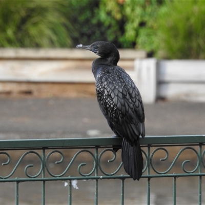 Phalacrocorax sulcirostris at Emerald, VIC - Yesterday by GlossyGal