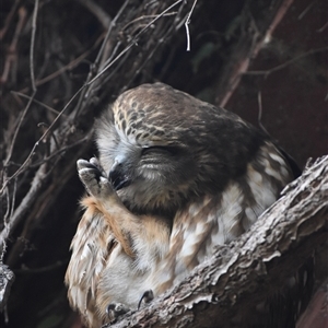 Ninox boobook at Red Hill, ACT - 30 Apr 2025 by ScoutToaster