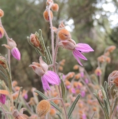 Unverified Other Shrub at Capital Hill, ACT - 24 Jul 2024 by MichaelBedingfield