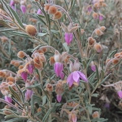 Lysiosepalum involucratum at suppressed - suppressed
