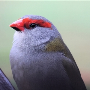 Neochmia temporalis at Wodonga, VIC - Today by KylieWaldon