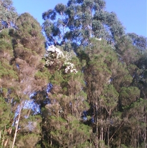 Melaleuca ericifolia at suppressed - suppressed