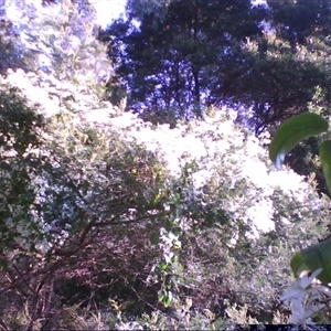 Clematis glycinoides at Noorinbee, VIC - suppressed