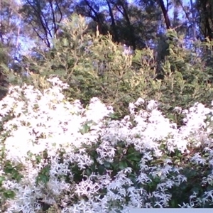 Clematis glycinoides at Noorinbee, VIC - suppressed