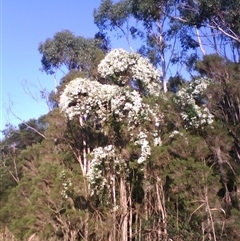 Clematis glycinoides at Noorinbee, VIC - suppressed