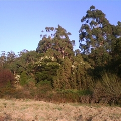 Clematis glycinoides at Noorinbee, VIC - suppressed