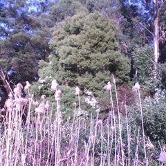 Phragmites australis (Common Reed) at Noorinbee, VIC by JasonPStewartNMsnc2016