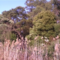 Phragmites australis at suppressed - suppressed