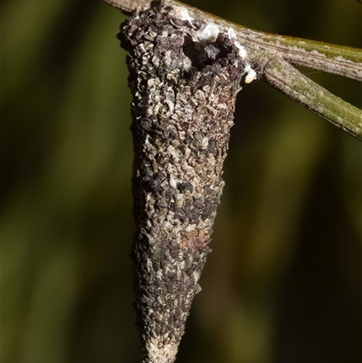 Conoeca or Lepidoscia (genera) IMMATURE (Unidentified Cone Case Moth larva, pupa, or case) at Karabar, NSW - 21 May 2025 by DianneClarke