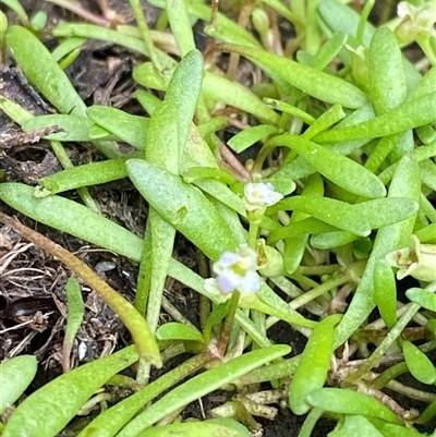 Glossostigma elatinoides (Small Mud-mat) at Kambah, ACT - 20 Mar 2025 by Tapirlord