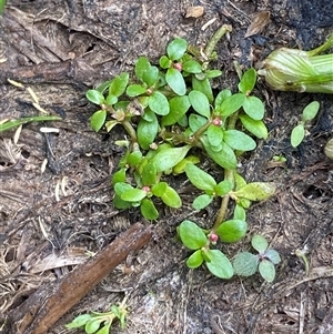 Elatine gratioloides (Waterwort) at Kambah, ACT - 20 Mar 2025 by Tapirlord