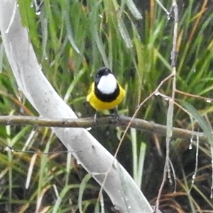 Pachycephala pectoralis at Aranda, ACT - Today by KMcCue