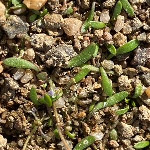 Glossostigma sp. (A Mud-mat) by Tapirlord