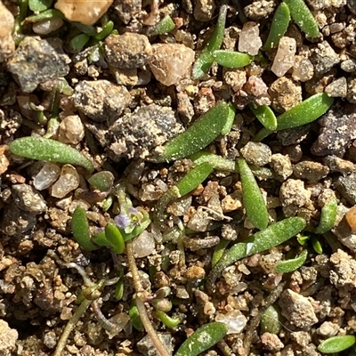Glossostigma sp. (A Mud-mat) by Tapirlord