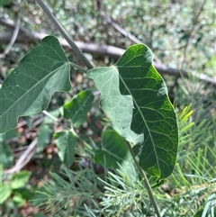 Araujia sericifera (Moth Plant) at Weston, ACT - 13 Mar 2025 by Tapirlord