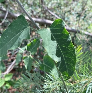 Hedera helix at Weston, ACT - 13 Mar 2025 by Tapirlord