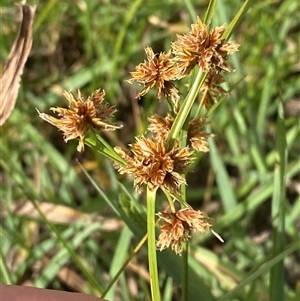 Cyperus lhotskyanus (A Sedge) at Weston, ACT - 7 Mar 2025 by Tapirlord
