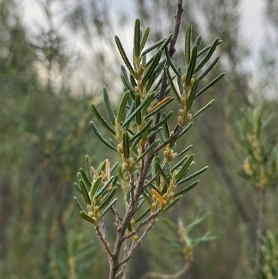 Bertya rosmarinifolia (Rosemary Bertya) at Greenway, ACT - 2 Mar 2025 by Tapirlord