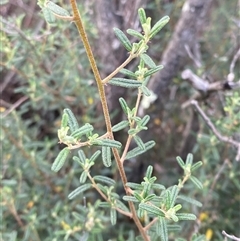 Pomaderris angustifolia (Pomaderris) at Greenway, ACT - 2 Mar 2025 by Tapirlord