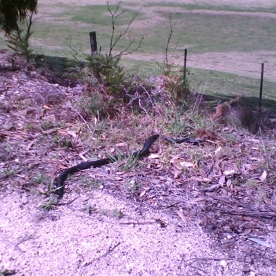Pseudechis porphyriacus (Red-bellied Black Snake) at Noorinbee, VIC - 19 Sep 2009 by JasonPStewartNMsnc2016