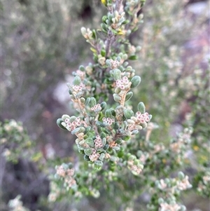 Phebalium squamulosum subsp. ozothamnoides at Greenway, ACT - 2 Mar 2025 by Tapirlord