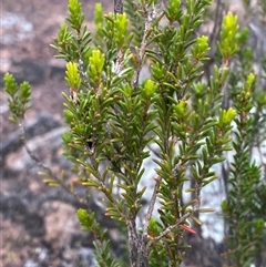 Calytrix tetragona (Common Fringe-myrtle) at Greenway, ACT - 2 Mar 2025 by Tapirlord