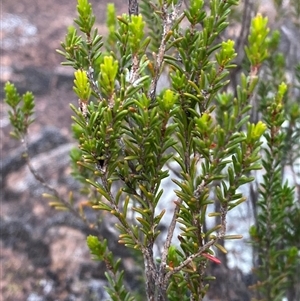 Calytrix tetragona at Greenway, ACT - 2 Mar 2025 by Tapirlord