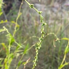 Persicaria hydropiper (Water Pepper) at Greenway, ACT - 2 Mar 2025 by Tapirlord