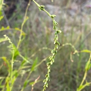 Persicaria hydropiper at Greenway, ACT - 2 Mar 2025 by Tapirlord