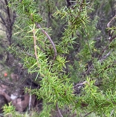Grevillea juniperina subsp. fortis (Grevillea) at Greenway, ACT - 2 Mar 2025 by Tapirlord
