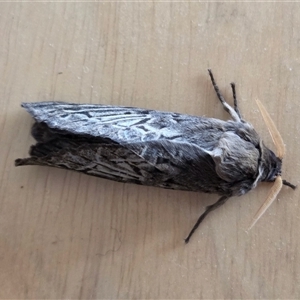 Oxycanus antipoda at Yass River, NSW - 23 May 2025 11:33 AM