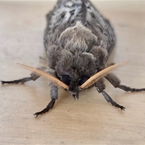 Oxycanus antipoda at Yass River, NSW - 23 May 2025 11:33 AM