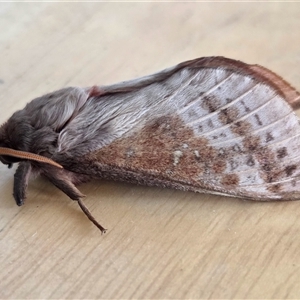 Oxycanus lyelli at Yass River, NSW - Today by SenexRugosus