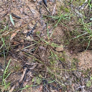 Unverified Fossil / Geological Feature at Broke, NSW - Today by RoyP